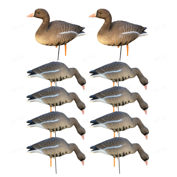Чучела белолобого гуся полевые сминаемые ELITE 3D Speckbelly Goose (комплект 10 штук) картинка анонса на сайте WHT.ru