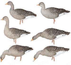 Чучела серого гуся Avian-X - AXP Greylag Fusion (6 шт.)