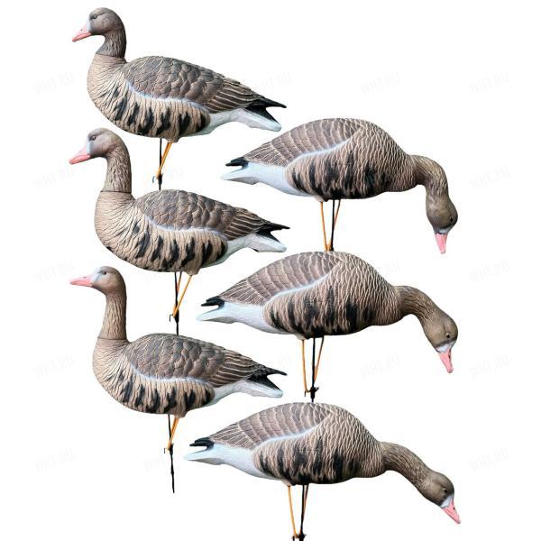 Чучела белолобого гуся полевые сминаемые ELITE 3D Avian Mix (комплект 6 штук, съемные головы) картинка анонса на сайте WHT.ru