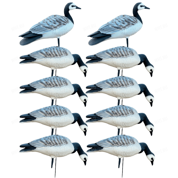 Чучела белощекой казарки полевые сминаемые ELITE 3D Barnacles Goose (комплект 10 штук) картинка анонса на сайте WHT.ru