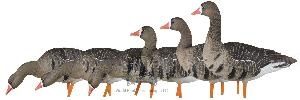 Чучела белолобого гуся Avian-X - AXF Specklebelly Fusion (6 шт.)