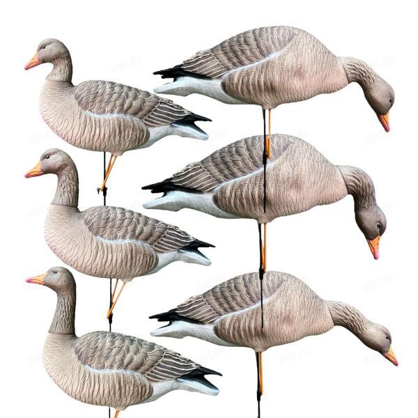 Чучела серого гуся полевые сминаемые ELITE 3D Avian Mix (комплект 6 штук, съемные головы) картинка анонса на сайте WHT.ru