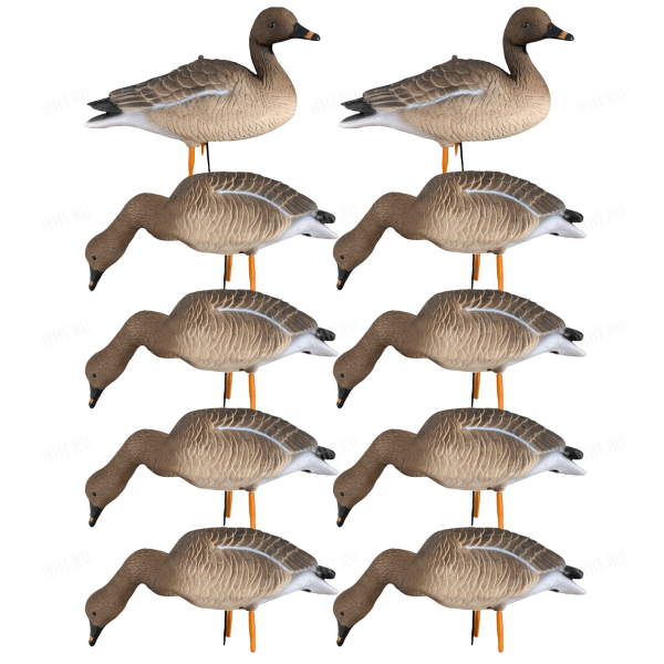 Чучела гуся гуменника полевые сминаемые ELITE 3D Bean Goose (комплект 10 штук) картинка анонса на сайте WHT.ru