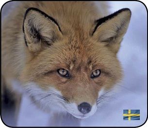 Классические манки от профессионалов северных охот, компании Nordikpredator (Швеция)